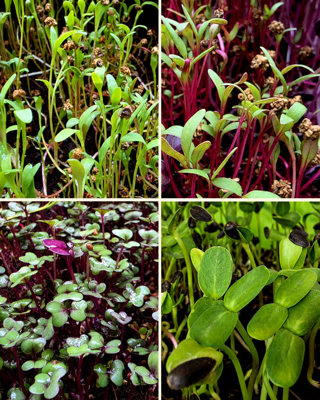 Collage of Freshly spinach, beetroot, red cabbage, and sunflower microgreens